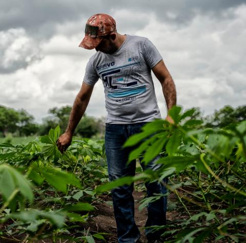 Cerveza nativa Cultivos de Yuca