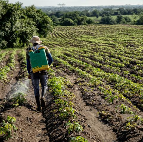 Cultivos de yuca en córdoba