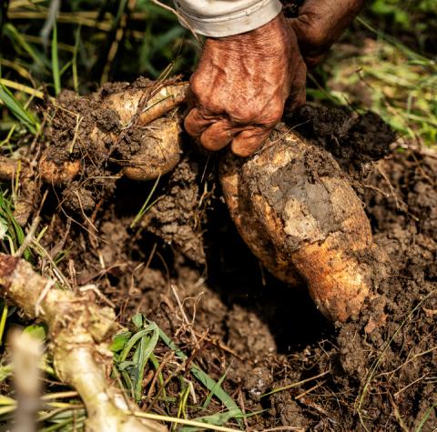 Cultivos de yuca en Sucre