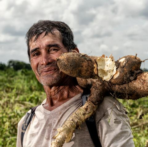 Cerveza Nativa cultivos de yuca en Sucre